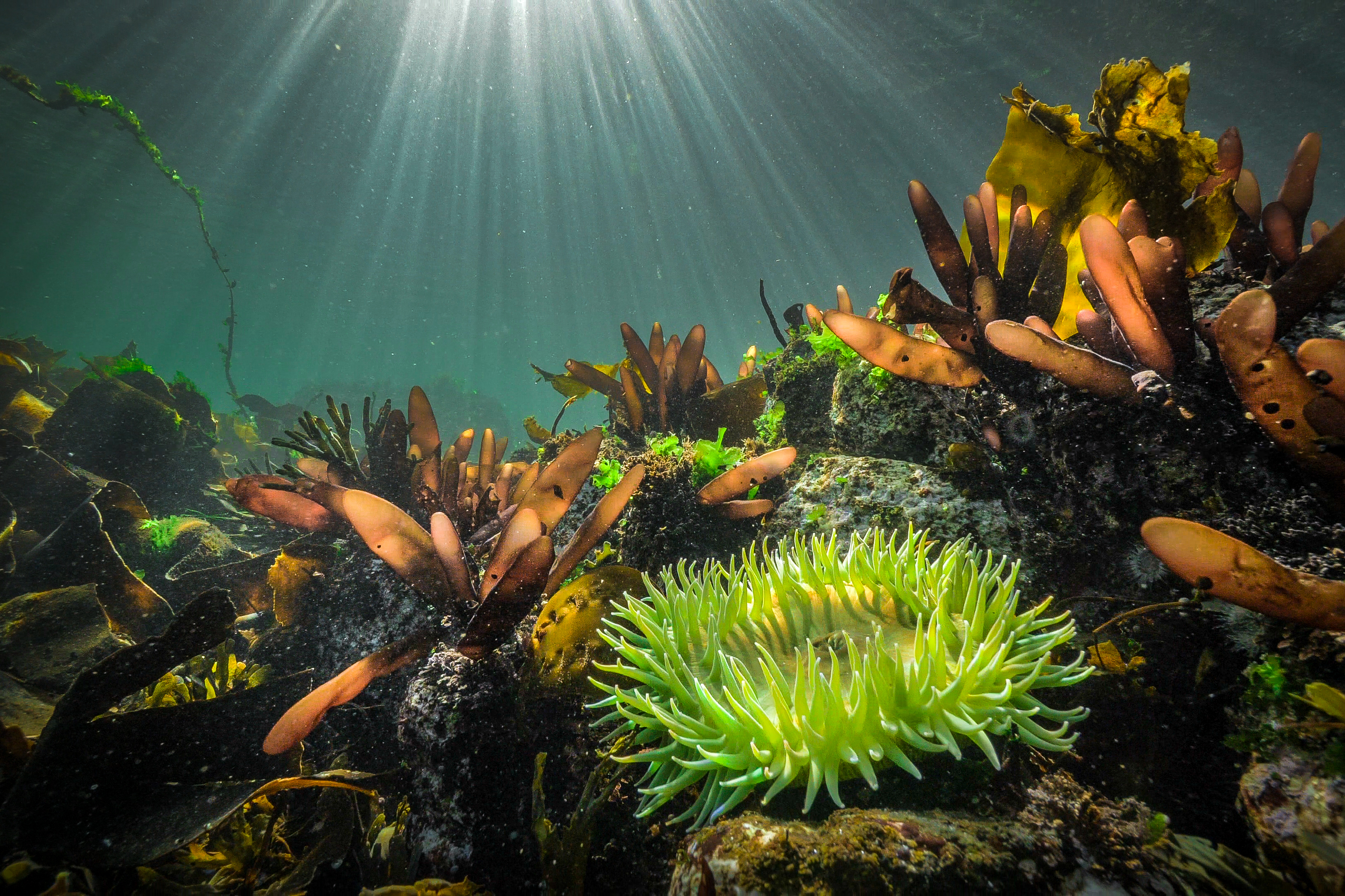 sunlight-in-algae-and-anemone_grant-callegari_hakai-institute.jpg