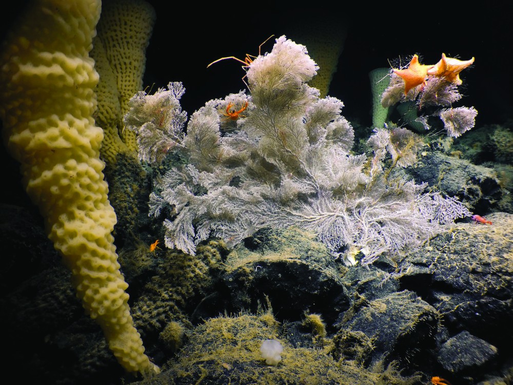 seamounts-animals1.jpg