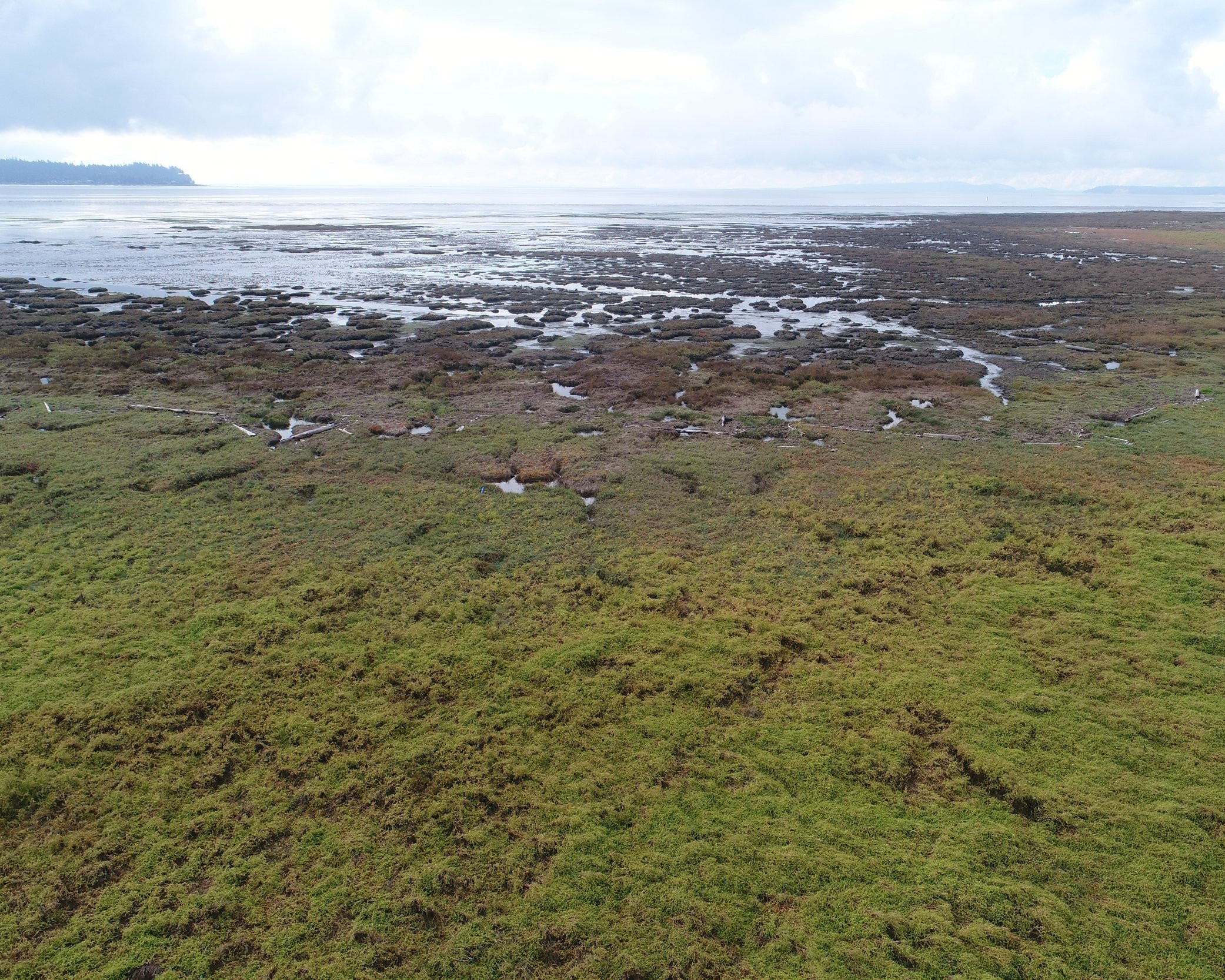 Blue Carbon as a Canadian Climate Change Solution: Modelling the Mitigation Potential of Kelp Under Future Climate Change Scenarios