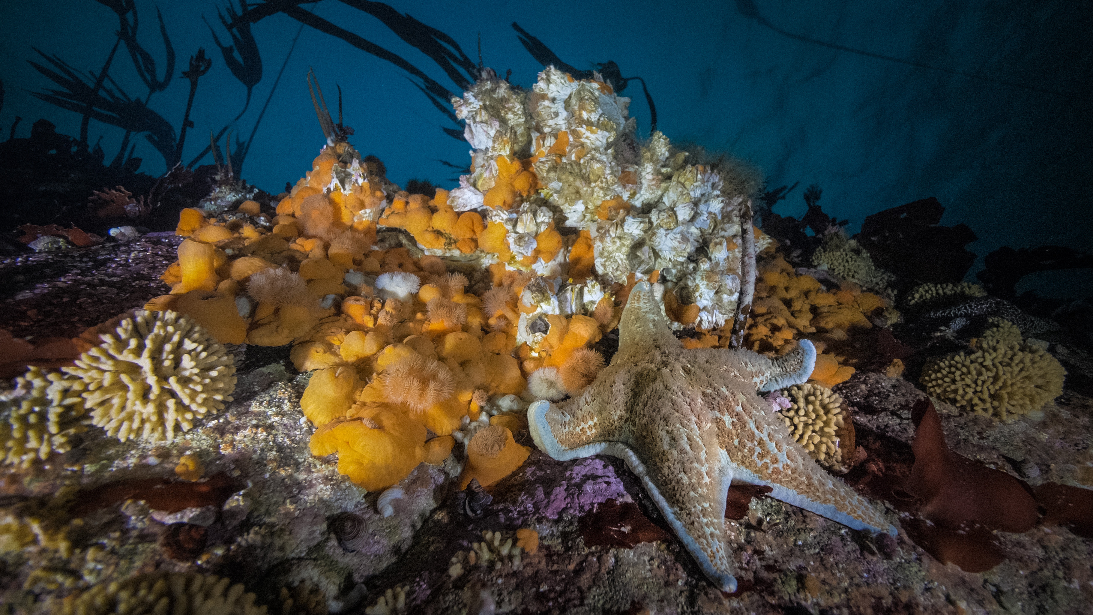 Protecting, Monitoring and Restoring Marine Biodiversity