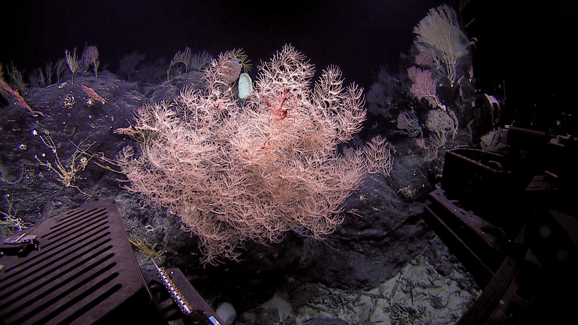deep-coral-noaa.jpg